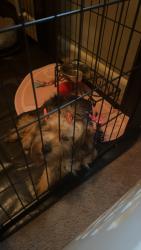 Lost Female Dog last seen North Lumpkin Rd, Columbus, GA 31903