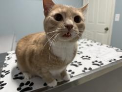 Lost Male Cat last seen Fredonia rd, bus barn, Dunlap, TN 37327