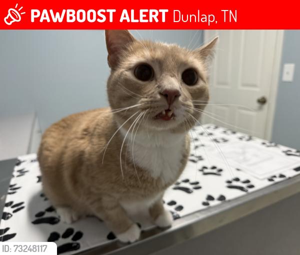 Lost Male Cat last seen Fredonia rd, bus barn, Dunlap, TN 37327
