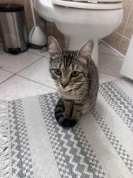 Lost Female Cat last seen Petunia, Willingboro, NJ 08046
