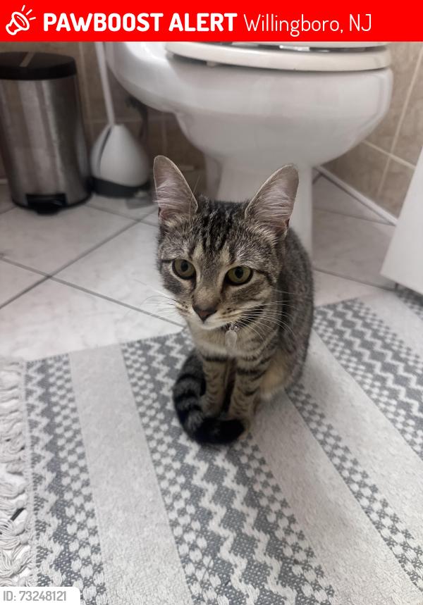 Lost Female Cat last seen Petunia, Willingboro, NJ 08046