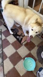 Reunited Male Dog last seen Near De Four Trce, Seabrook, TX 77586, USA, Seabrook, TX 77586