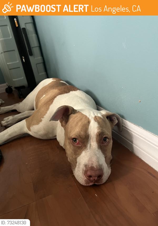 Found/Stray Female Dog last seen Woodley and sherman way, Los Angeles, CA 91406