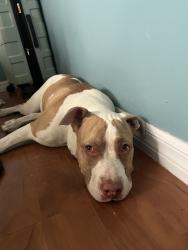 Found/Stray Female Dog last seen Woodley and sherman way, Los Angeles, CA 91406