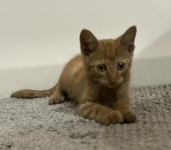 Found/Stray Female Cat last seen Meyer Orthopedic hosp, Springfield, MO 65807