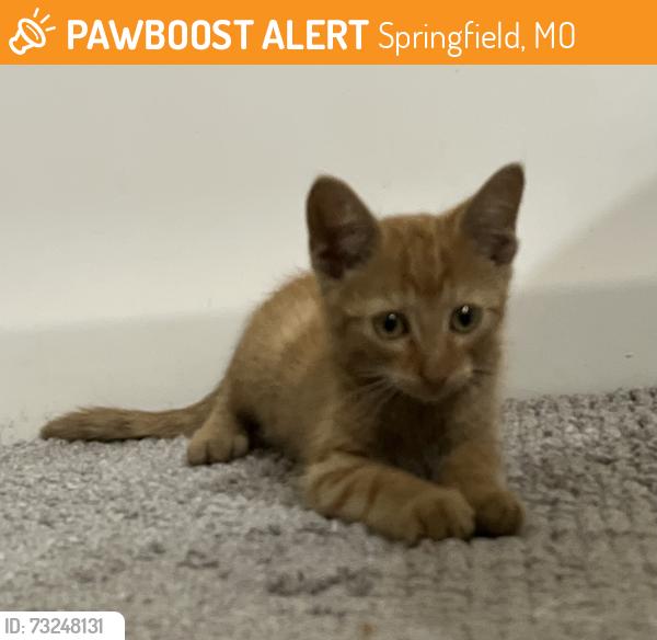 Found/Stray Female Cat last seen Meyer Orthopedic hosp, Springfield, MO 65807