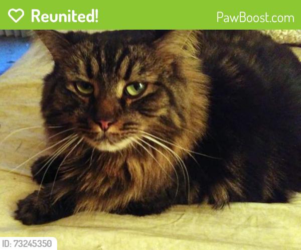 Reunited Male Cat last seen Budlong and 149th St. Gardena, Gardena, CA 90247