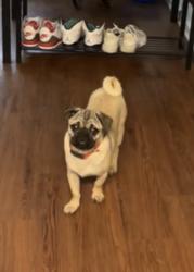 Lost Male Dog last seen Kreckel Ct. And Polk Rd., Fort Campbell, KY 42223