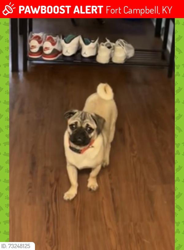 Lost Male Dog last seen Kreckel Ct. And Polk Rd., Fort Campbell, KY 42223