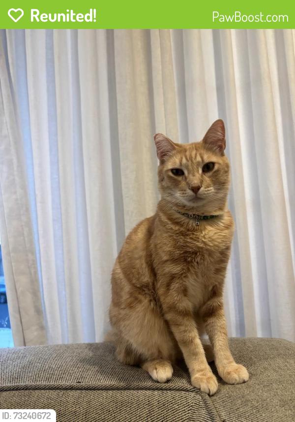 Reunited Male Cat last seen Longwood between 12th and Edgewood, close to the Sprouts/Target on La Brea, Los Angeles, CA 90019