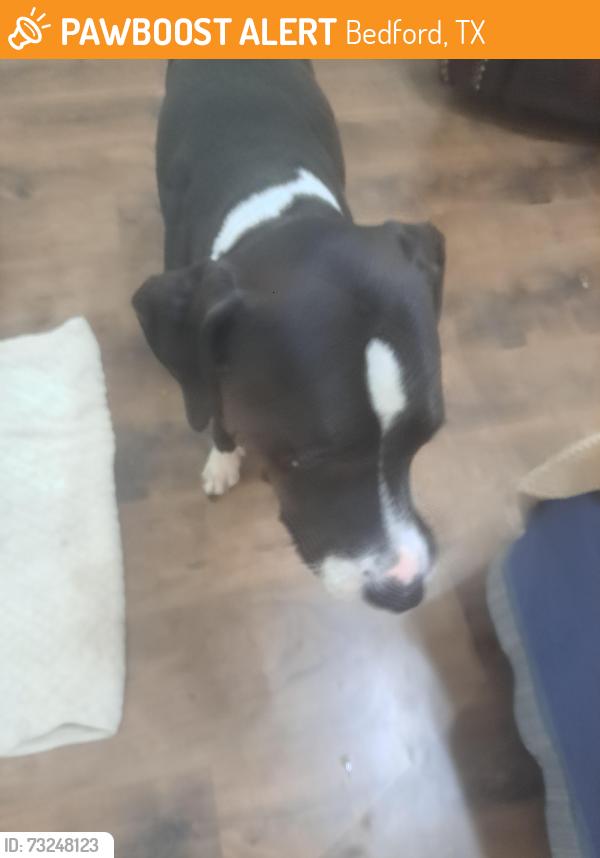 Found/Stray Male Dog last seen Park Ave, Bedford, TX 76021