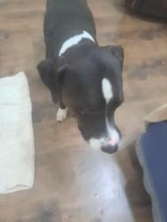 Found/Stray Male Dog last seen Park Ave, Bedford, TX 76021