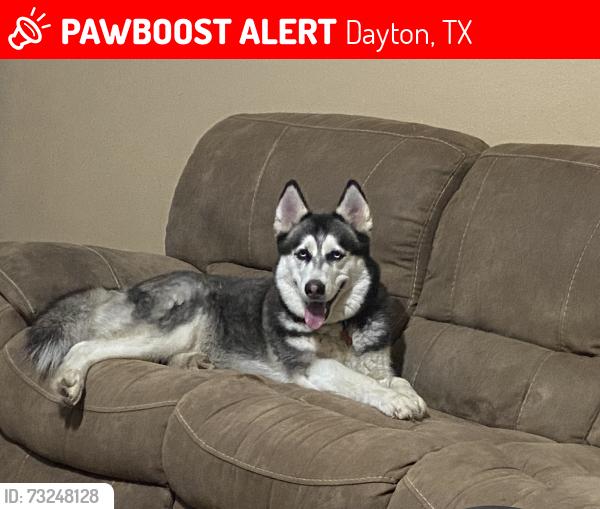 Lost Female Dog last seen Near CR 4881, Dayton, TX 77535