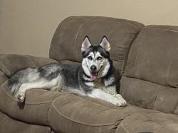 Lost Female Dog last seen Near CR 4881, Dayton, TX 77535