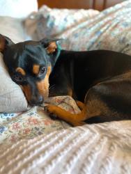 Lost Male Dog last seen 16th & Quaker, Tulsa, OK 74120