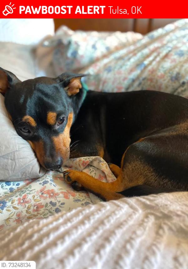 Lost Male Dog last seen 16th & Quaker, Tulsa, OK 74120