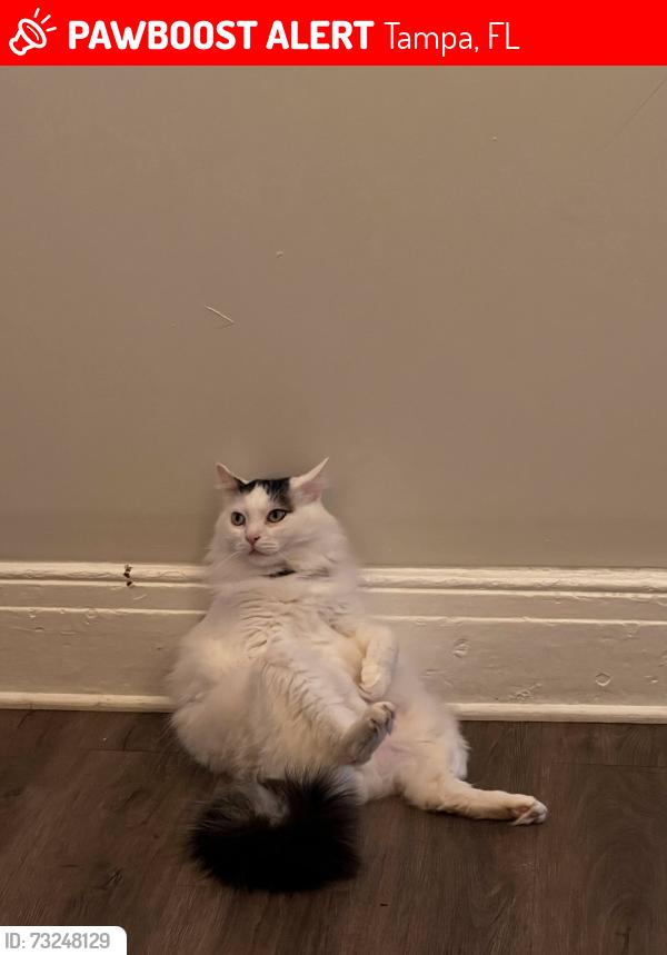 Lost Male Cat last seen Target in south tampa, Tampa, FL 33602