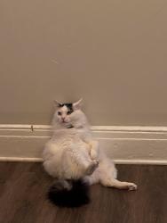 Lost Male Cat last seen Target in south tampa, Tampa, FL 33602
