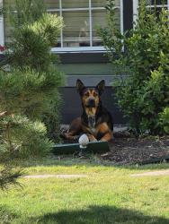 Found/Stray Female Dog last seen Belmont Ave & McMillan, Dallas, TX 75206
