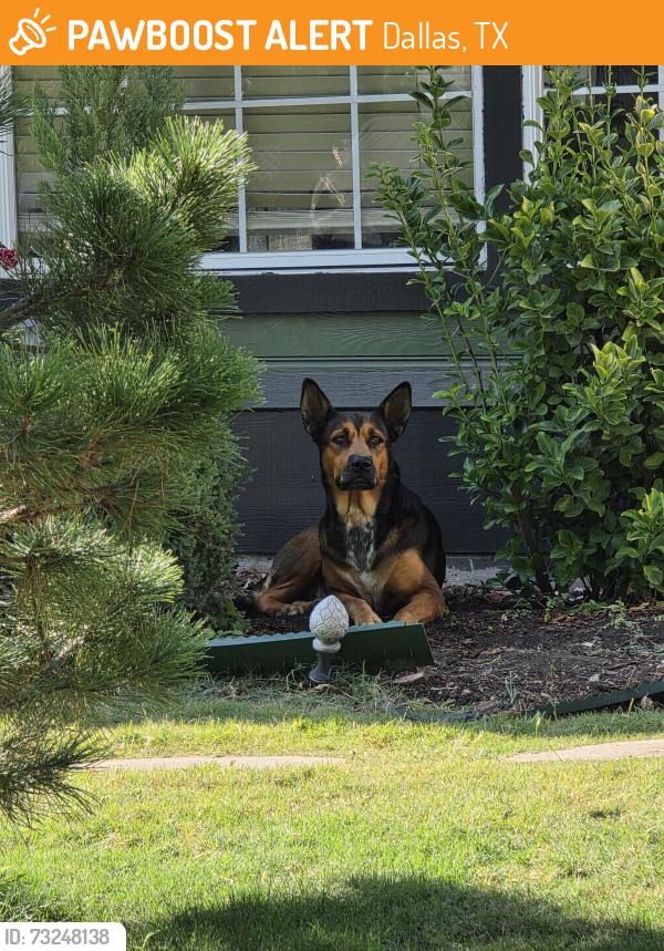Found/Stray Female Dog last seen Belmont Ave & McMillan, Dallas, TX 75206