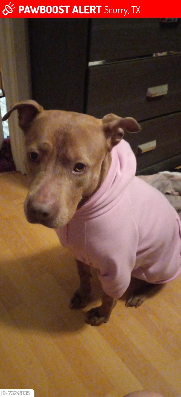 Lost Female Dog last seen Off FM, Scurry, TX 75158