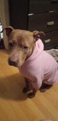 Lost Female Dog last seen Off FM, Scurry, TX 75158