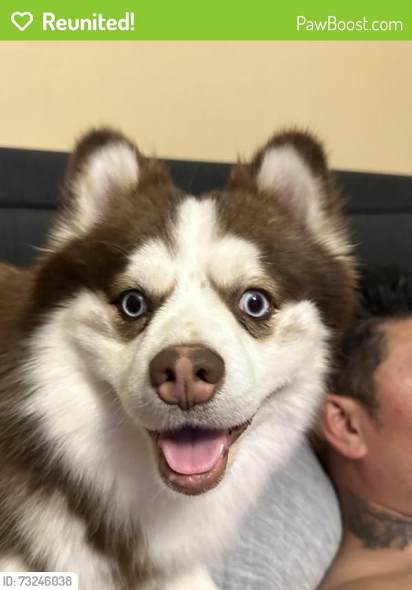 Reunited Male Dog last seen Near 495 south highland area lowell, Lowell, MA 01851