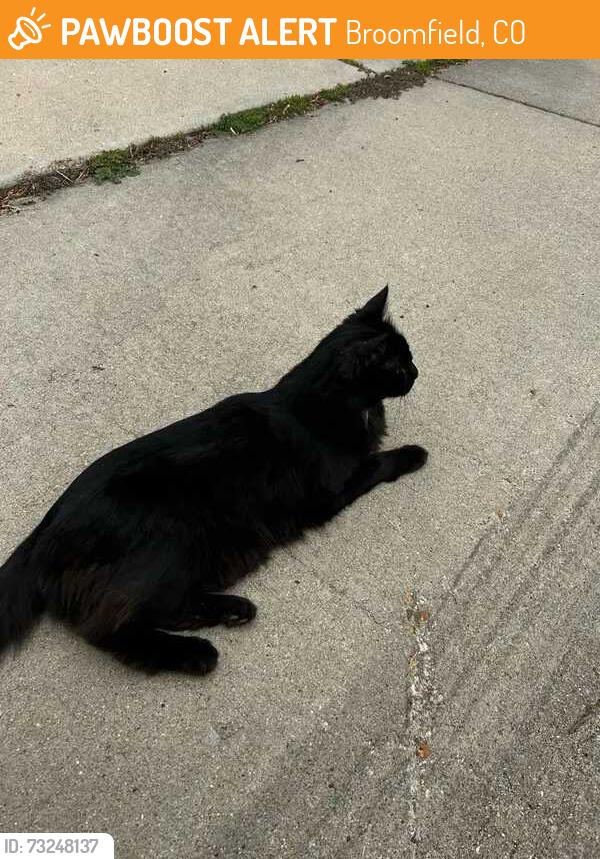 Found/Stray Unknown Cat last seen Ridgeview Cir Broomfield, CO, Broomfield, CO 80020