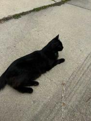 Found/Stray Unknown Cat last seen Ridgeview Cir Broomfield, CO, Broomfield, CO 80020