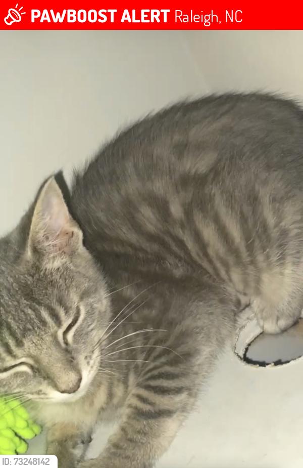 Lost Female Cat last seen Beacon valley drive, Raleigh, NC 27604