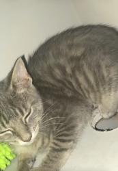 Lost Female Cat last seen Beacon valley drive, Raleigh, NC 27604