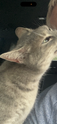 Lost Female Cat last seen Morningstar vista parkway, New Braunfels, TX 78130