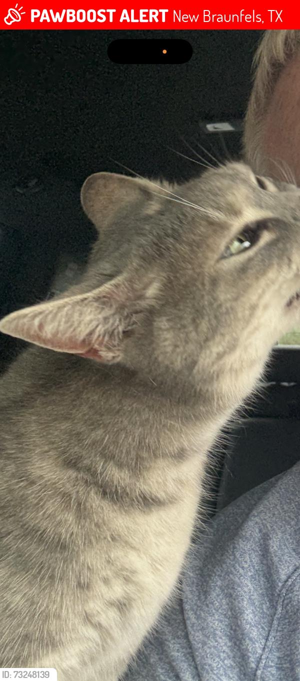 Lost Female Cat last seen Morningstar vista parkway, New Braunfels, TX 78130