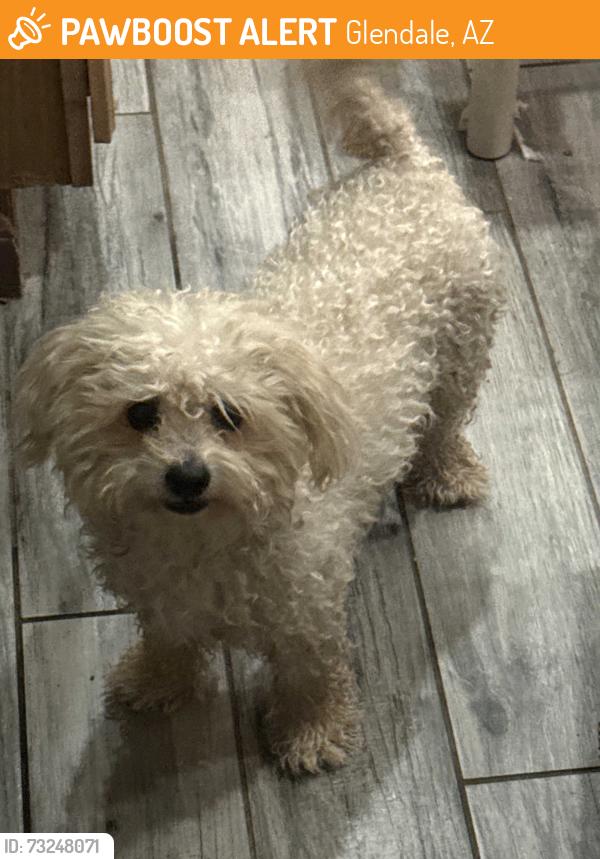 Found/Stray Female Dog last seen 51st ave, Glendale, AZ 85304