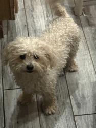 Found/Stray Female Dog last seen 51st ave, Glendale, AZ 85304