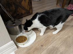 Reunited Male Cat last seen Near Morris Ct in Pearland, Pearland, TX 77584