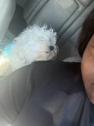 Reunited Female Dog last seen A st, Antioch, CA 94509