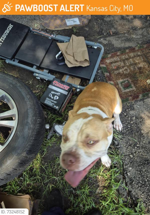 Found/Stray Male Dog last seen Newton ave, Kansas City, MO 64134