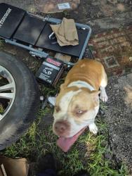 Found/Stray Male Dog last seen Newton ave, Kansas City, MO 64134
