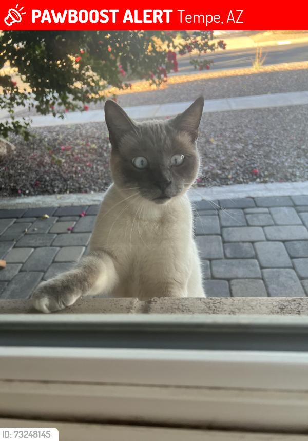 Lost Male Cat last seen Evergreen rd and southern — Daumler Park, Tempe, AZ 85282