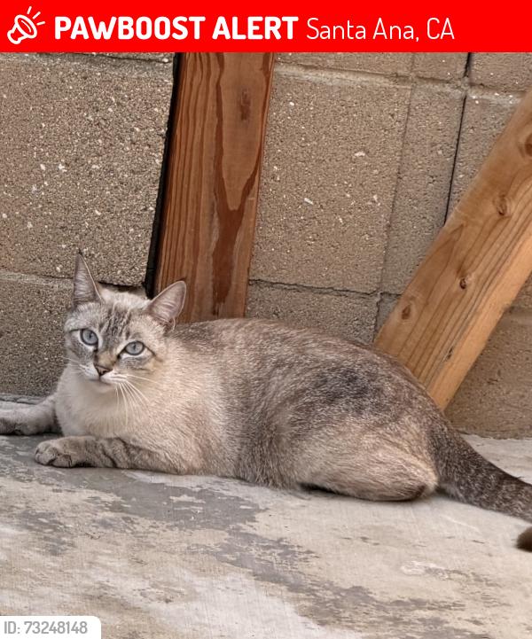 Lost Female Cat last seen Standard/Chestnut, Santa Ana, CA 92701