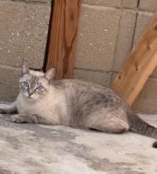 Lost Female Cat last seen Standard/Chestnut, Santa Ana, CA 92701