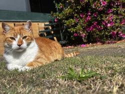 Reunited Male Cat last seen Streets near 7/11, Doolandella, QLD 4077