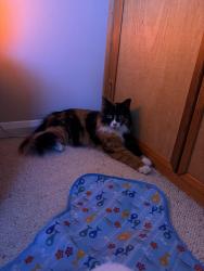 Reunited Female Cat last seen The drive, Uckfield, East Sussex, England TN22 1DB