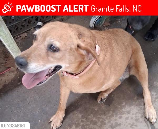 Lost Female Dog last seen Dudley Shoals Road and Wyke Road, Granite Falls, NC 28630