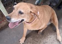 Lost Female Dog last seen Dudley Shoals Road and Wyke Road, Granite Falls, NC 28630