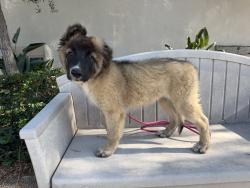 Shelter Stray Female Dog last seen , 957 N Gaffey St, San Pedro, CA 90731, USA