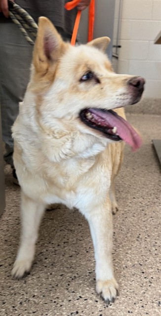 Shelter Stray Female Dog last seen Near BLOCK LIPAN ST, 12155 Park Blvd, Brighton, CO 80601, USA