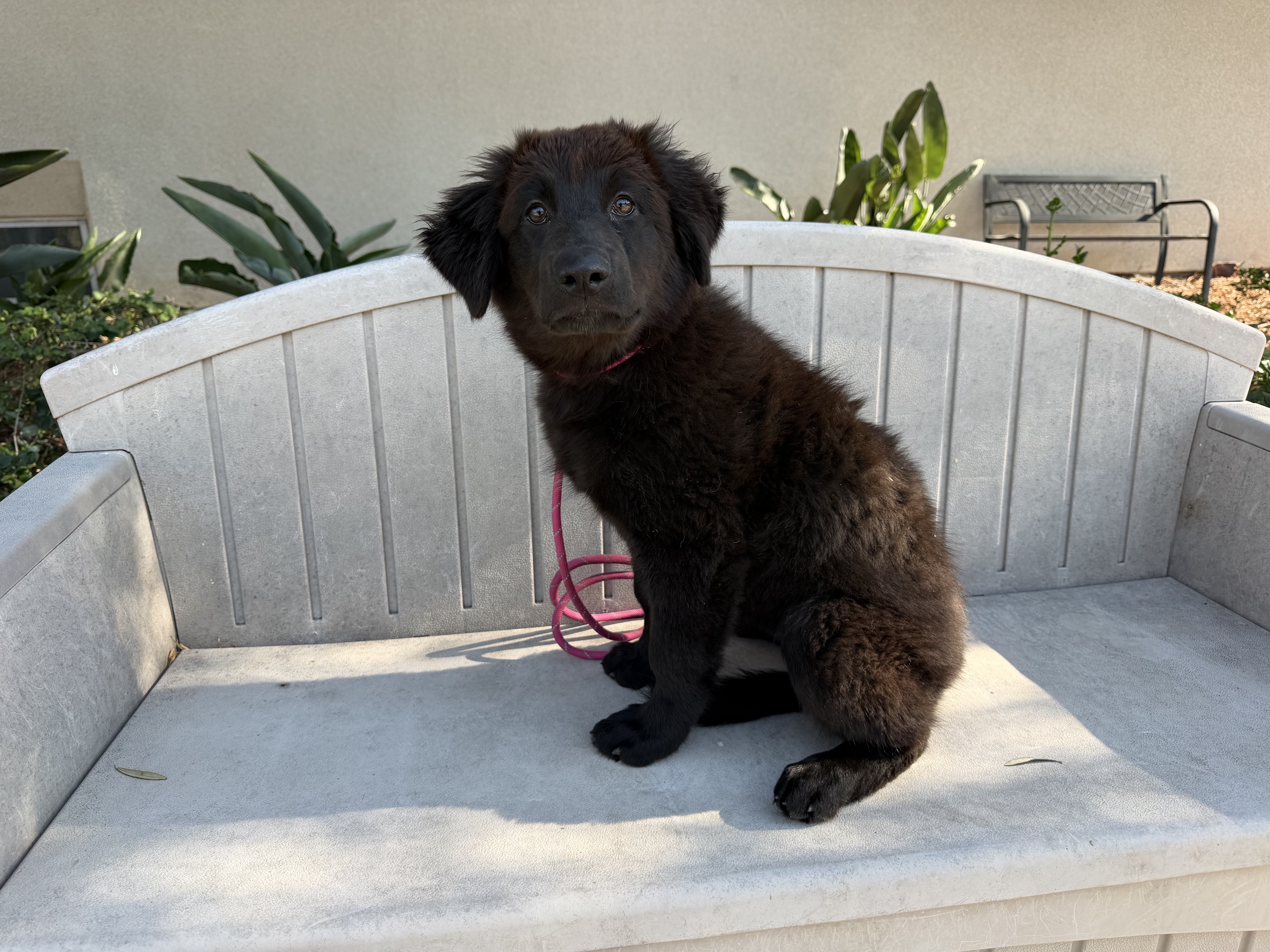 Shelter Stray Female Dog last seen , 957 N Gaffey St, San Pedro, CA 90731, USA