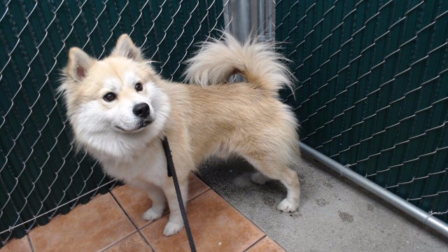 Shelter Stray Male Dog last seen , 11258 Garfield Ave, Downey, CA 90242, USA